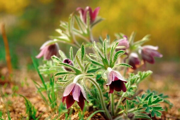 Fiori primavera terra Viola Sogno-bucaneve erba