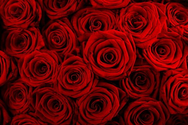 Floral background of scarlet roses