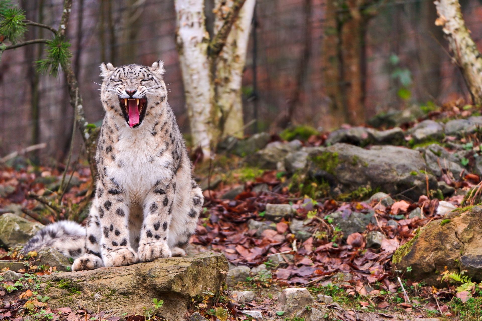 zwierzęta natura drewno na zewnątrz drzewo przyroda dziki liść ssak trawa park