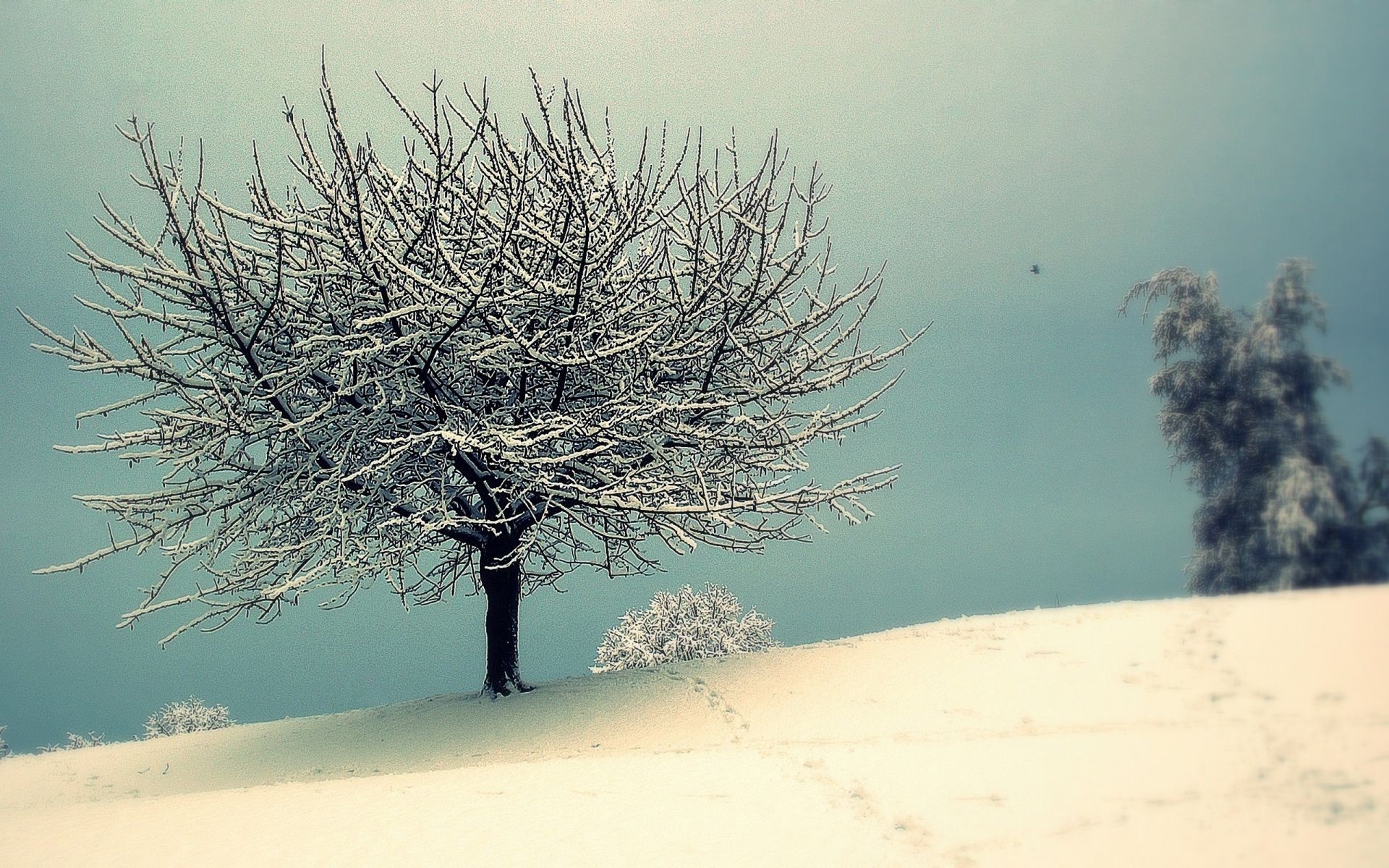 winter tree snow landscape cold nature frost fog outdoors sky weather fair weather dawn