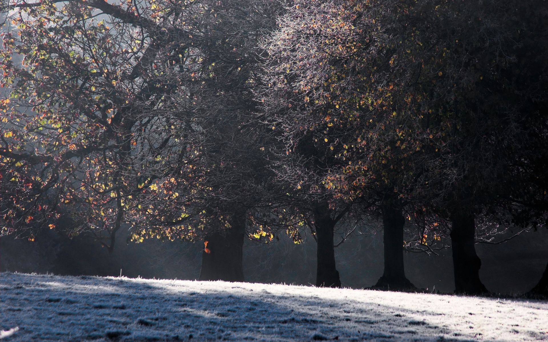 winter baum landschaft herbst schnee natur licht filiale park im freien wasser blatt kalt nebel