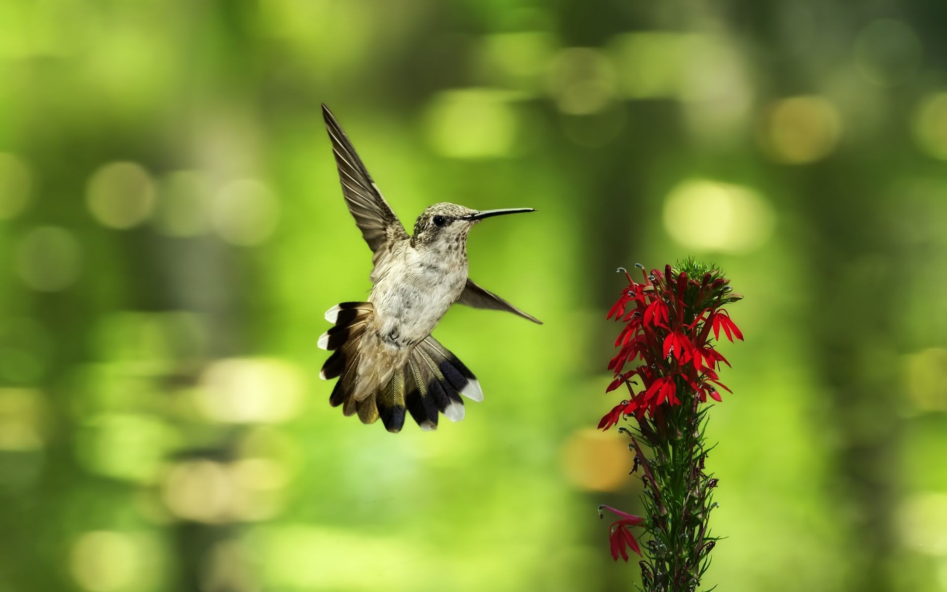 tiere natur im freien vogel tierwelt sommer blatt