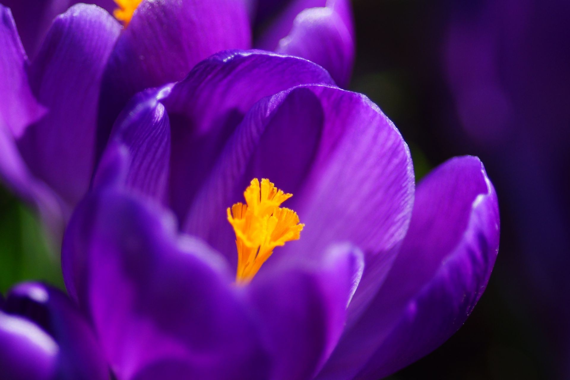 nahaufnahme blume natur flora garten farbe krokus blütenblatt blatt floral hell ostern tulpe sommer blühen lila unschärfe violet wachstum