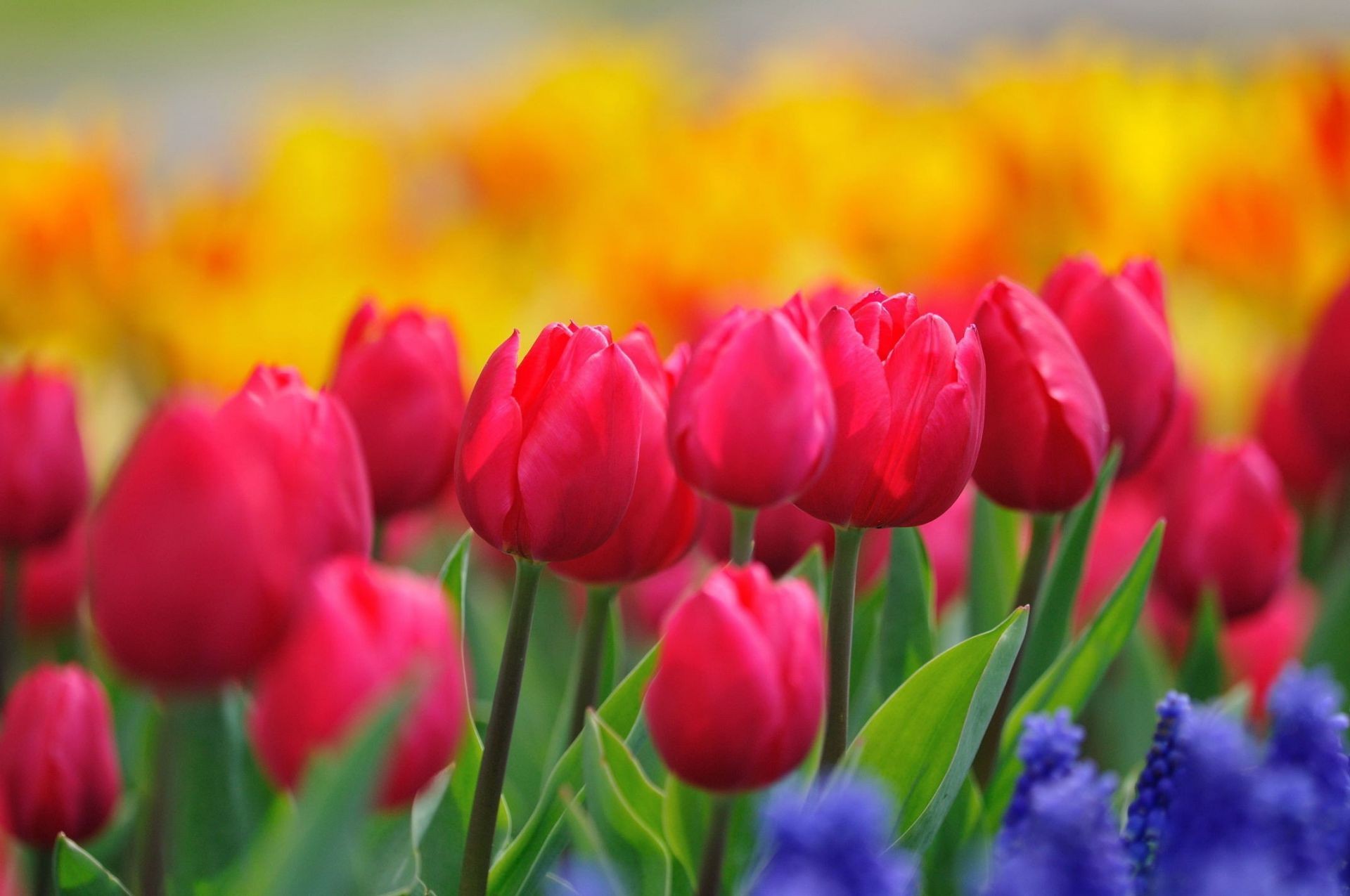 laleler lale doğa çiçek bahçe flora yaprak parlak paskalya çiçek yaz renk alan buket büyüme sezon petal güzel hava açık havada lambalar