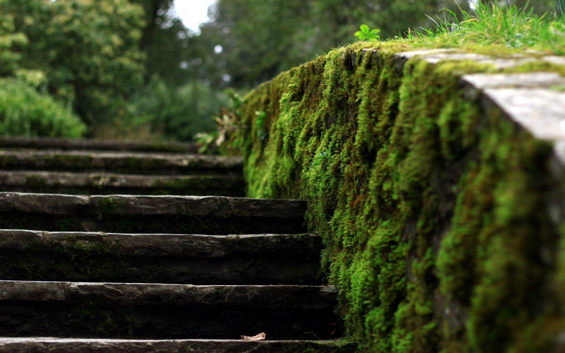 textura madeira natureza musgo paisagem árvore folha passo ao ar livre parque trilha guia flora jardim verão grama caminhada viagem crescimento