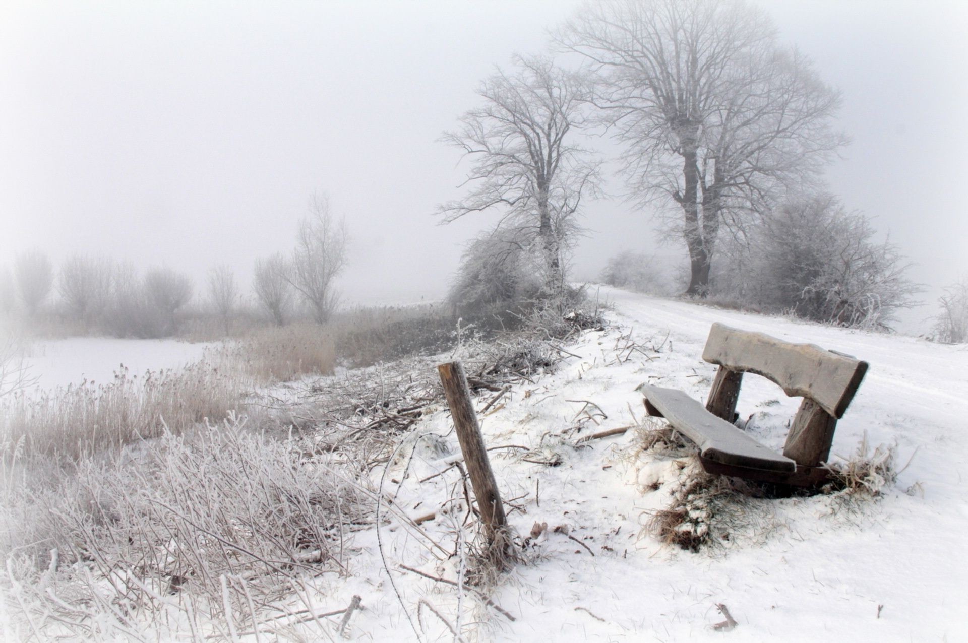 invierno nieve escarcha frío congelado tiempo hielo tormenta de nieve madera paisaje árbol helada tormenta niebla naturaleza temporada