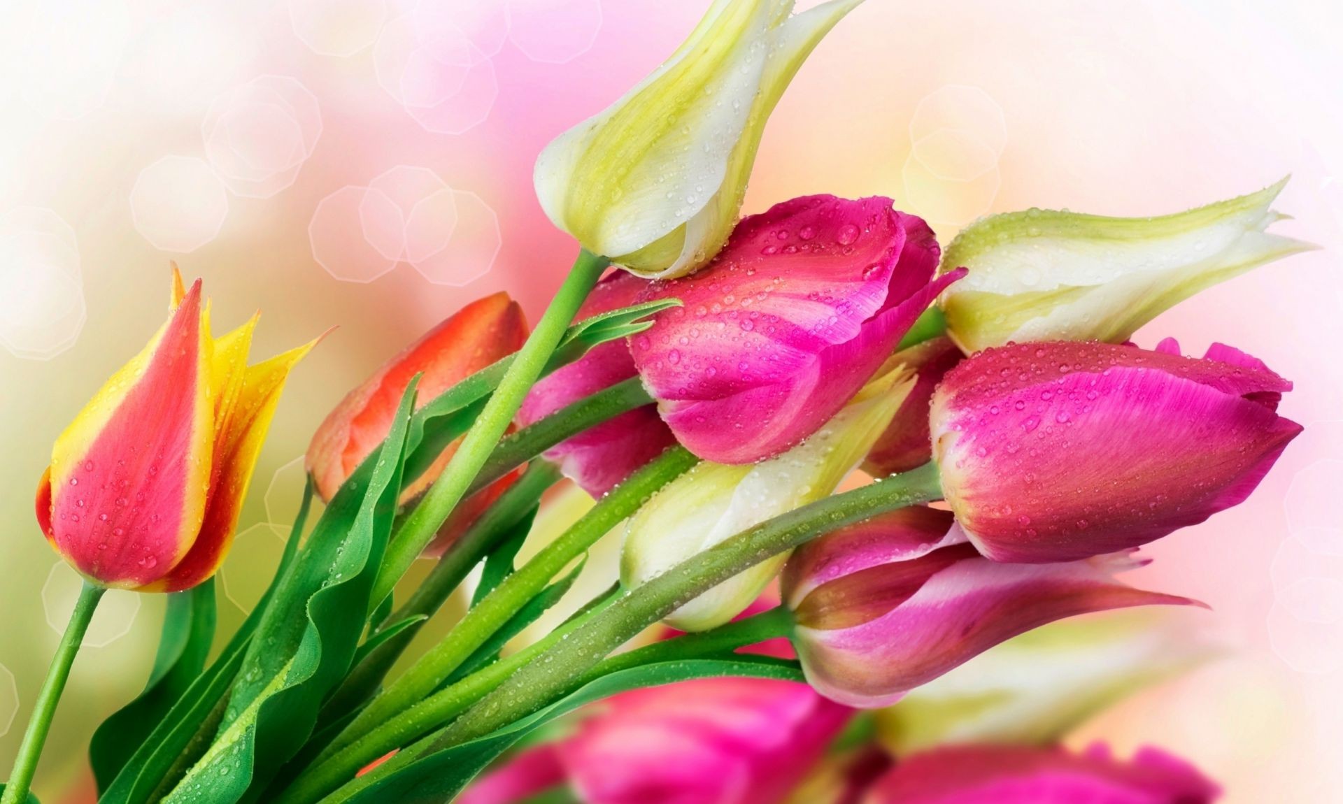 tulips tulip nature flower easter bouquet leaf floral gift love flora garden romance color summer petal bright isolated blooming bud