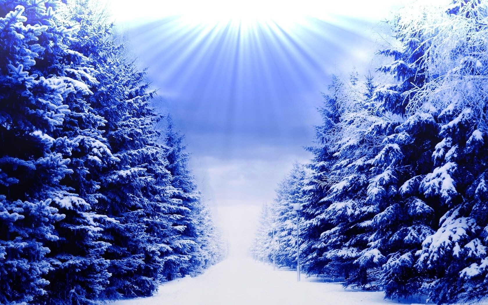 winter snow frost cold christmas season nature tree wood frozen bright ice desktop weather