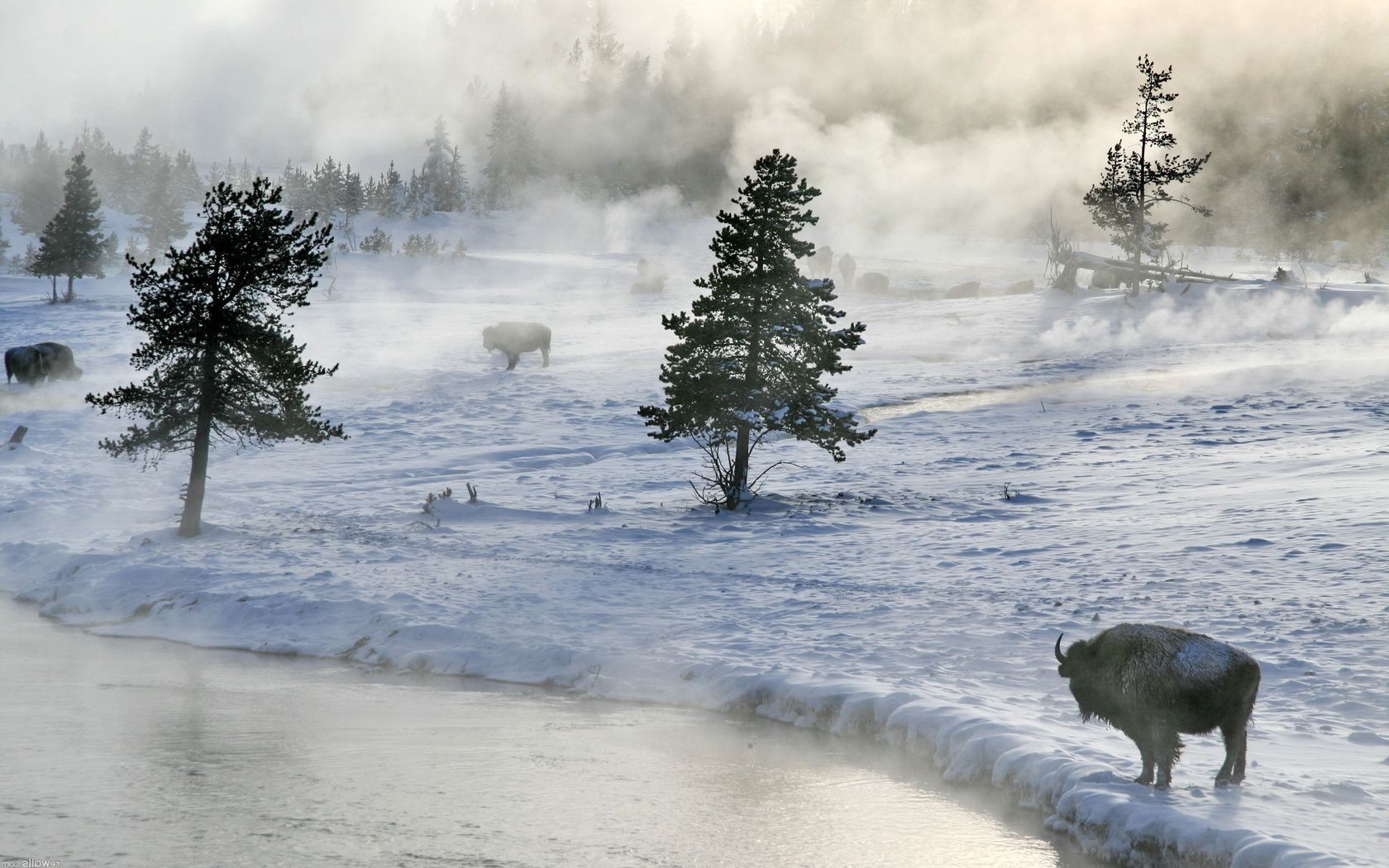 animals snow winter cold tree frozen ice landscape water outdoors frost weather fog wood