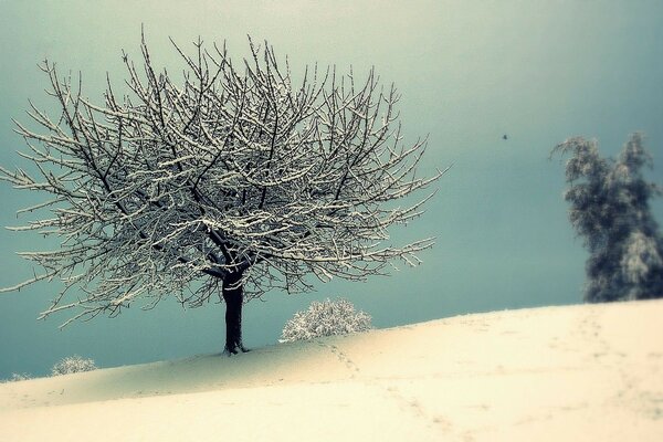 Uma árvore solitária entre montes de neve