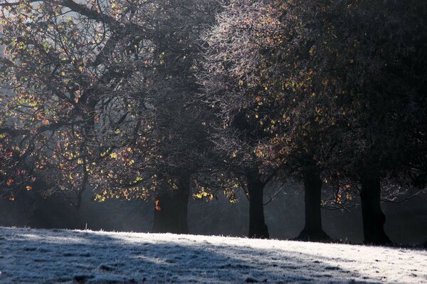 The first rays of the rising sun on the forest edge