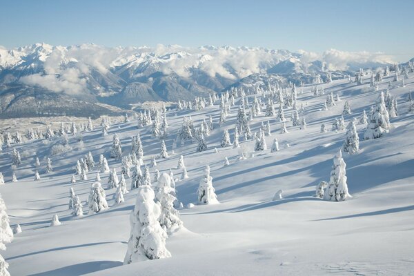 Montanhas e árvores cobertas de neve