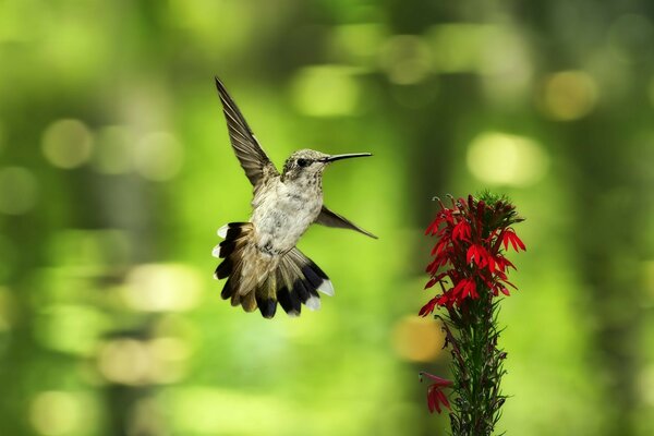 A little bird and a flower