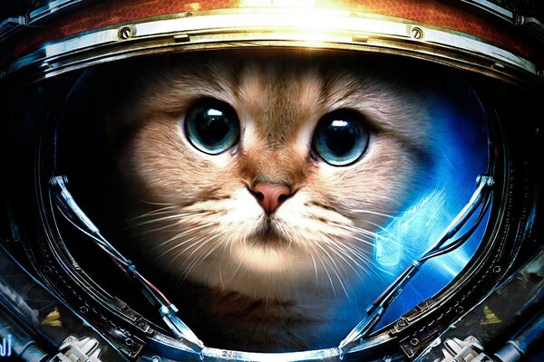 Cosmonaut kitty flies into space