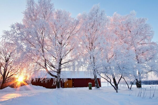 Winter, Schnee und quietschender Frost