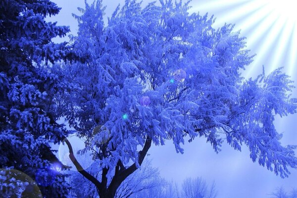 Frosty morning of a snow-covered forest