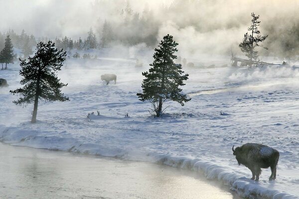 Animale sulla riva. D inverno.. Alberi