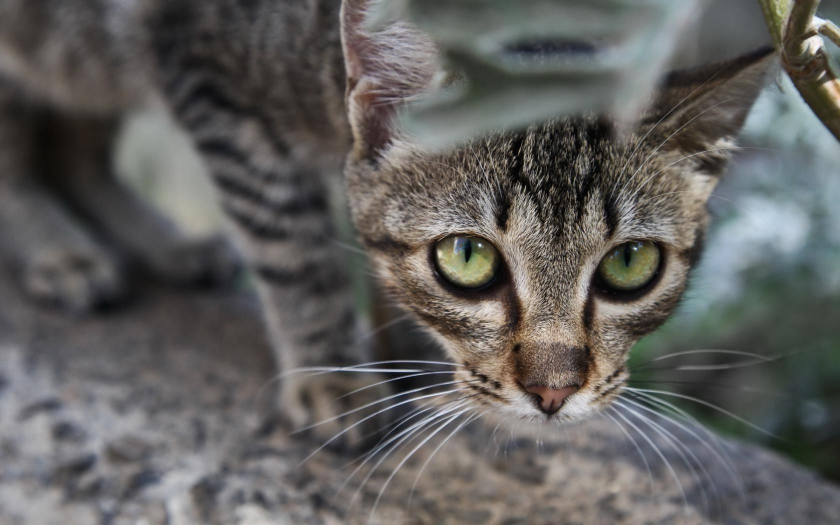 猫 猫 毛皮 动物 可爱 宠物 哺乳动物 眼睛 肖像 自然 小猫 年轻 头 头发 视图 国内 小胡子 小 蓬松 可爱 虎斑