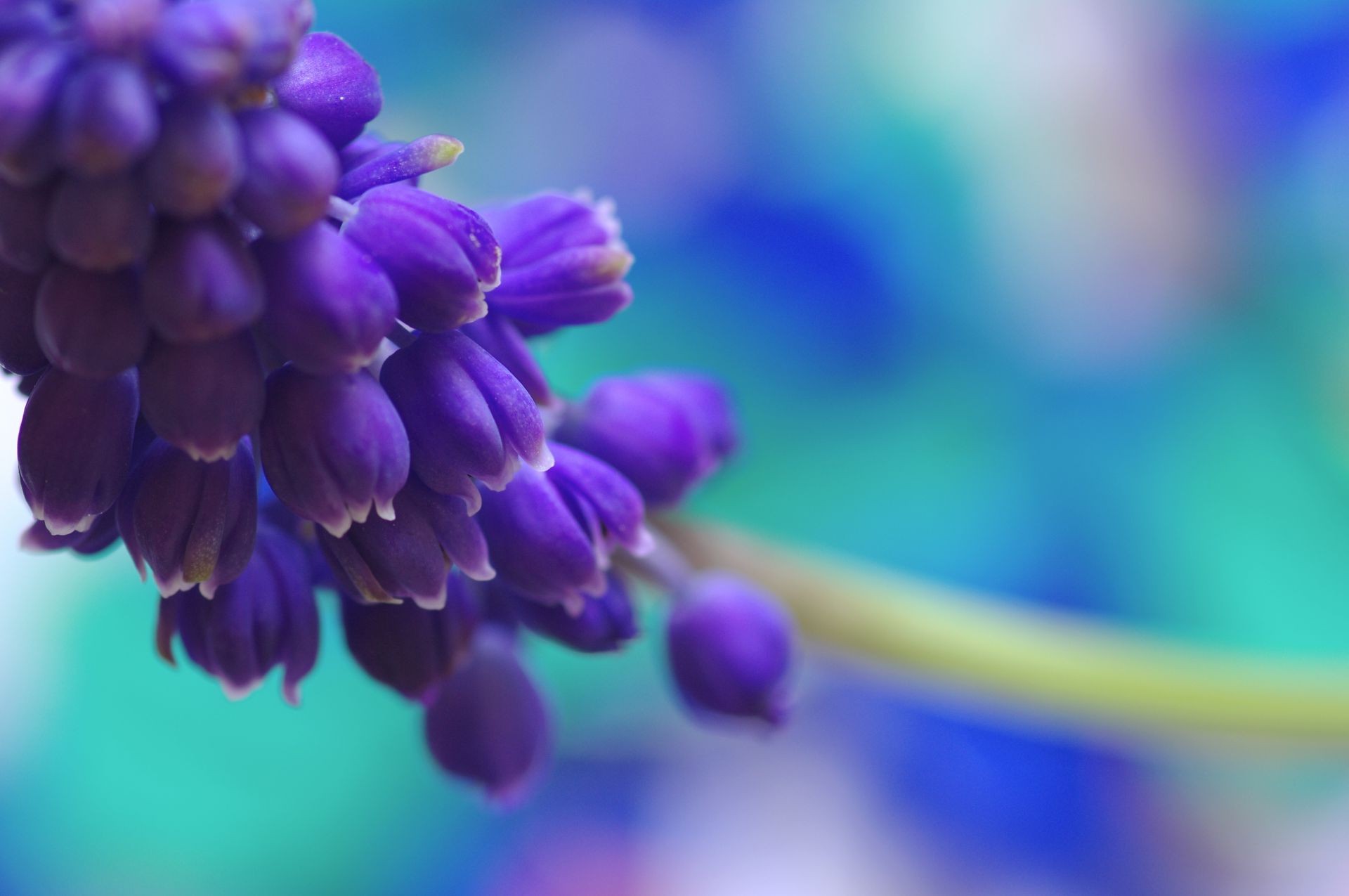 closeup nature color flora blur flower garden close-up summer growth bright leaf