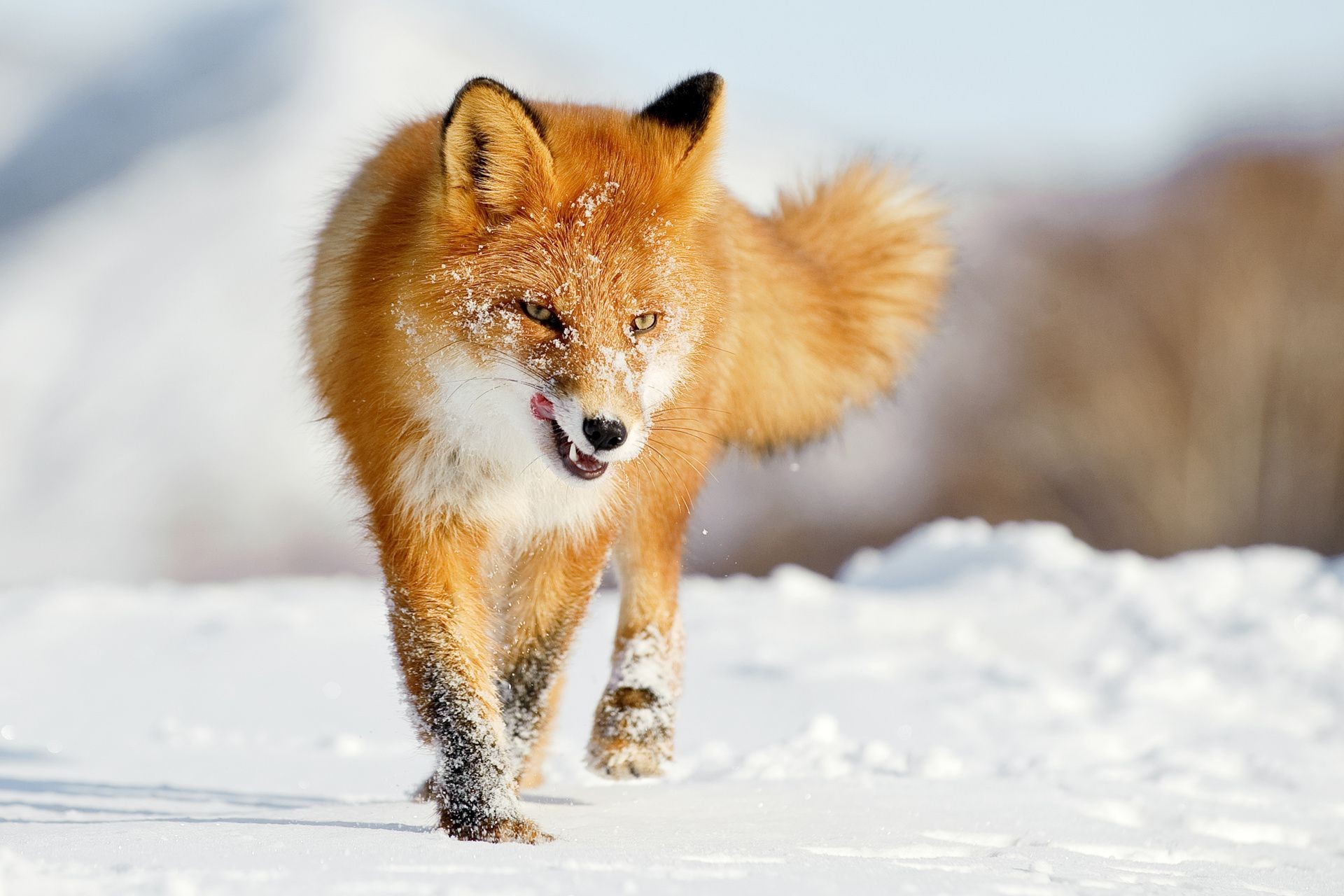 zorro nieve invierno mamífero vida silvestre piel al aire libre naturaleza animal frío escarchado salvaje adiestrador de perros