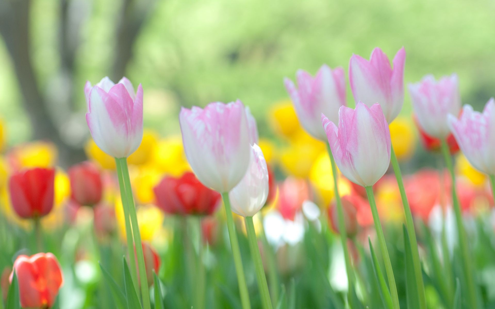 tulipanes tulipán naturaleza pascua flor jardín verano flora brillante campo hoja buen tiempo color parque floral hierba pétalo estación floración crecimiento