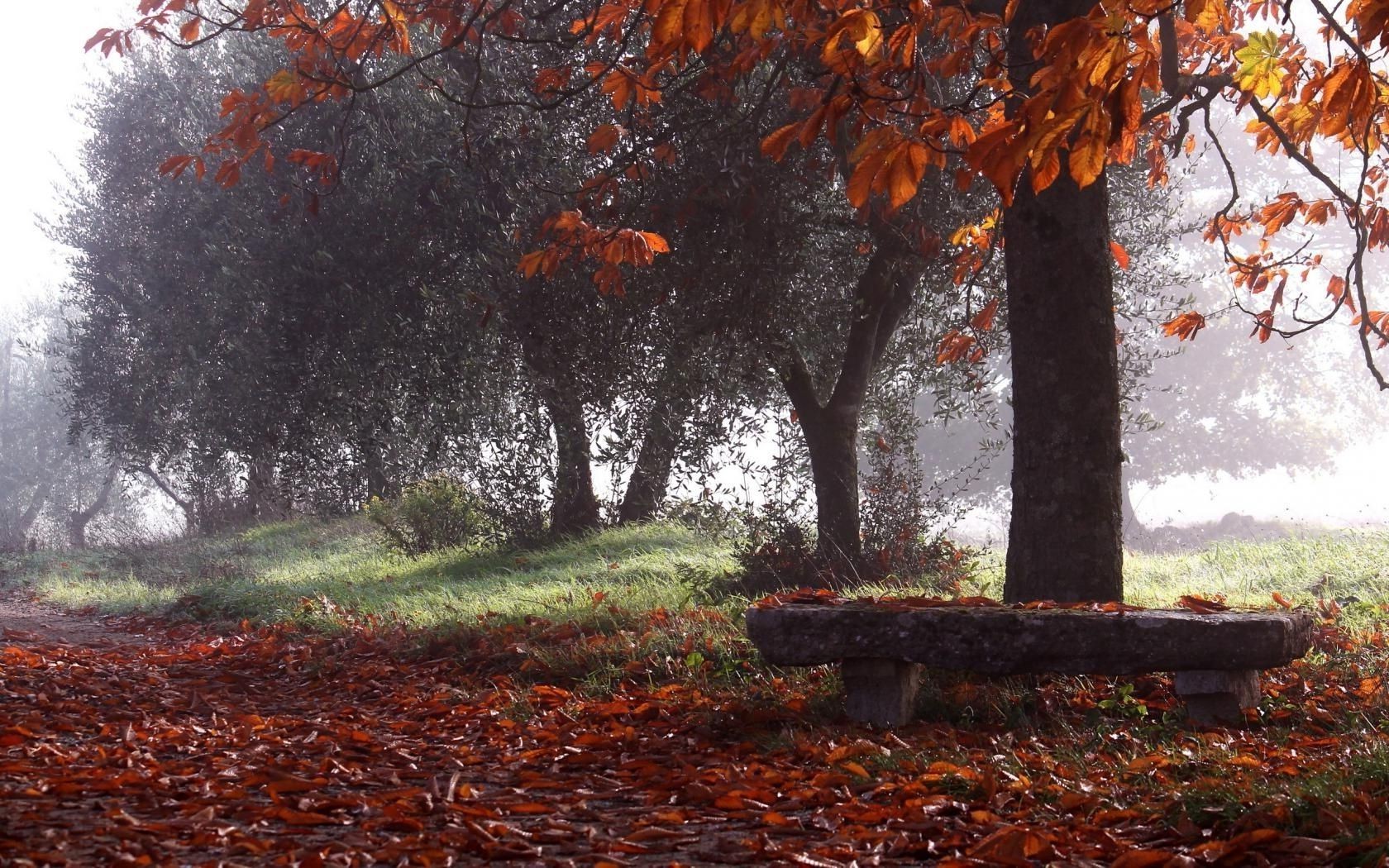 parks herbst holz blatt natur holz park saison landschaft im freien ahorn filiale flora mittwoch gutes wetter