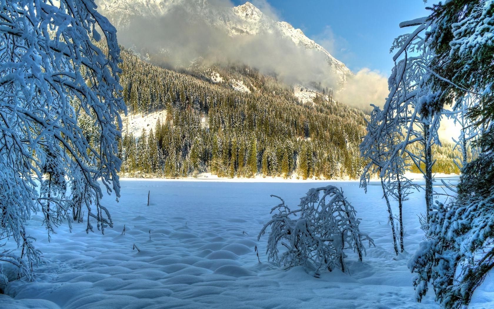 hiver neige bois paysage bois froid congelé scénique gel glace nature saison montagnes météo beau temps evergreen neige-blanc givré conifères