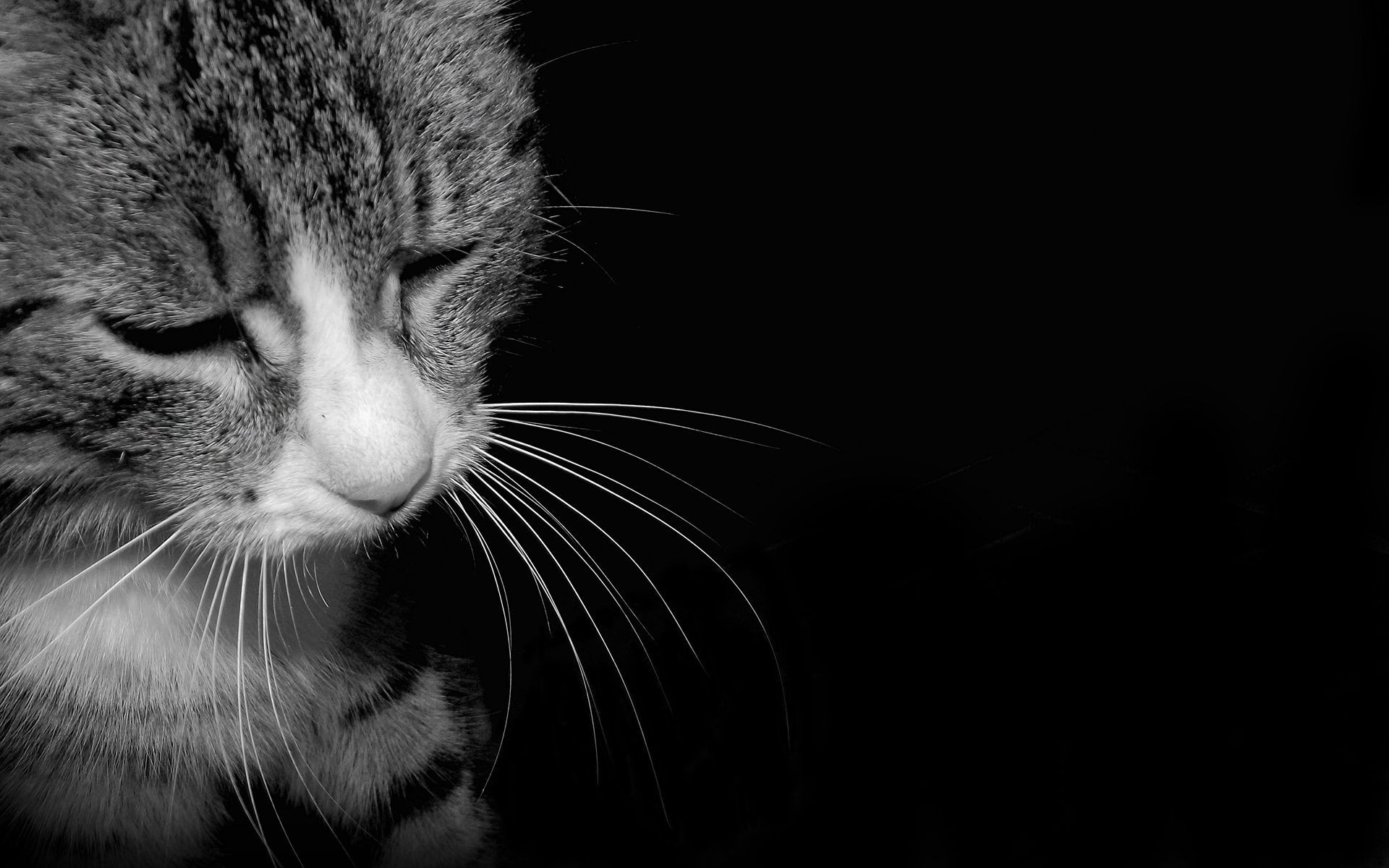 gatos gato retrato ojo animal estudio lindo mascota cara solo pelo monocromo gris cabeza pelaje