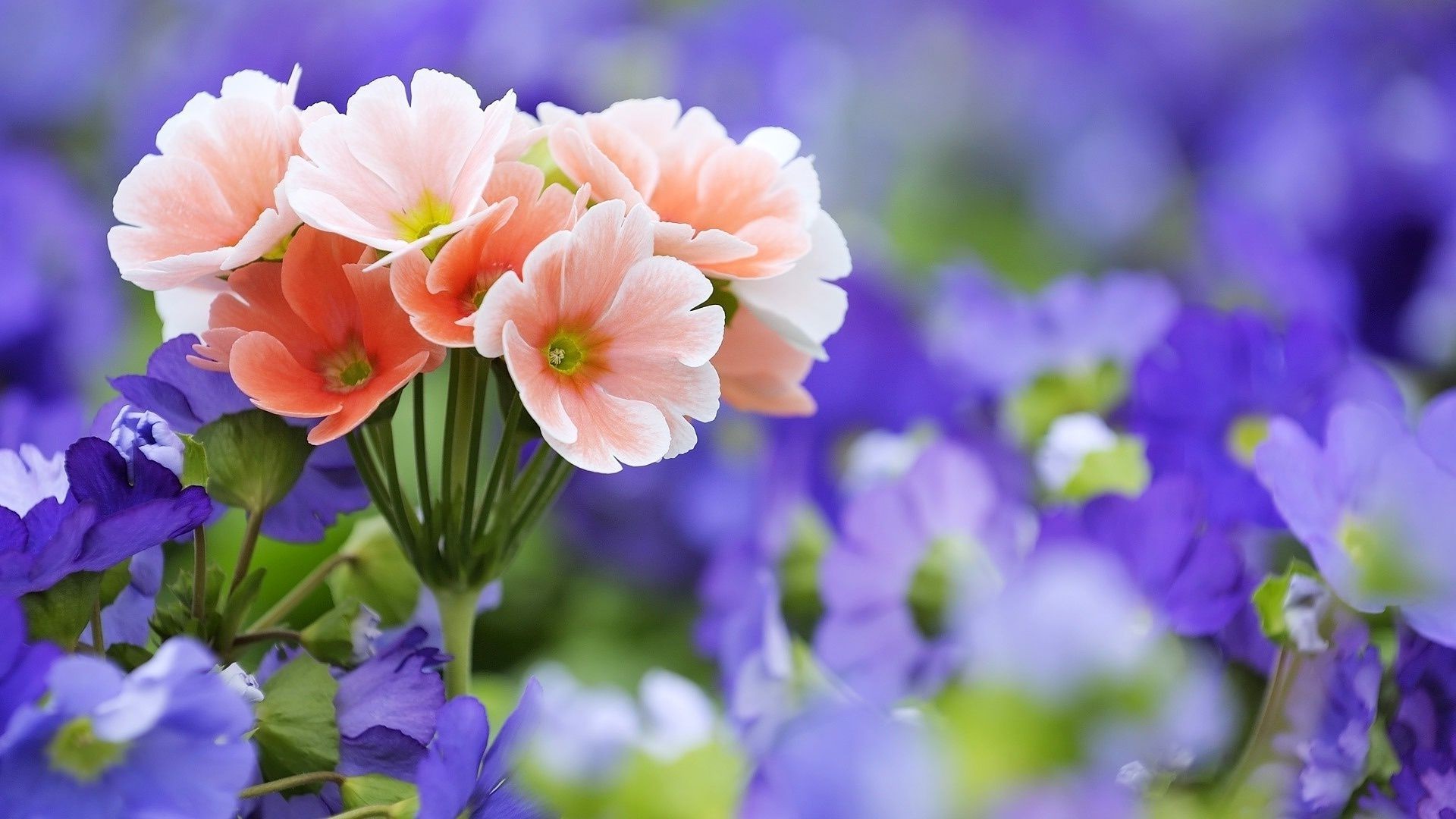 flowers flower nature flora garden summer leaf petal blooming color floral field growth bouquet bright