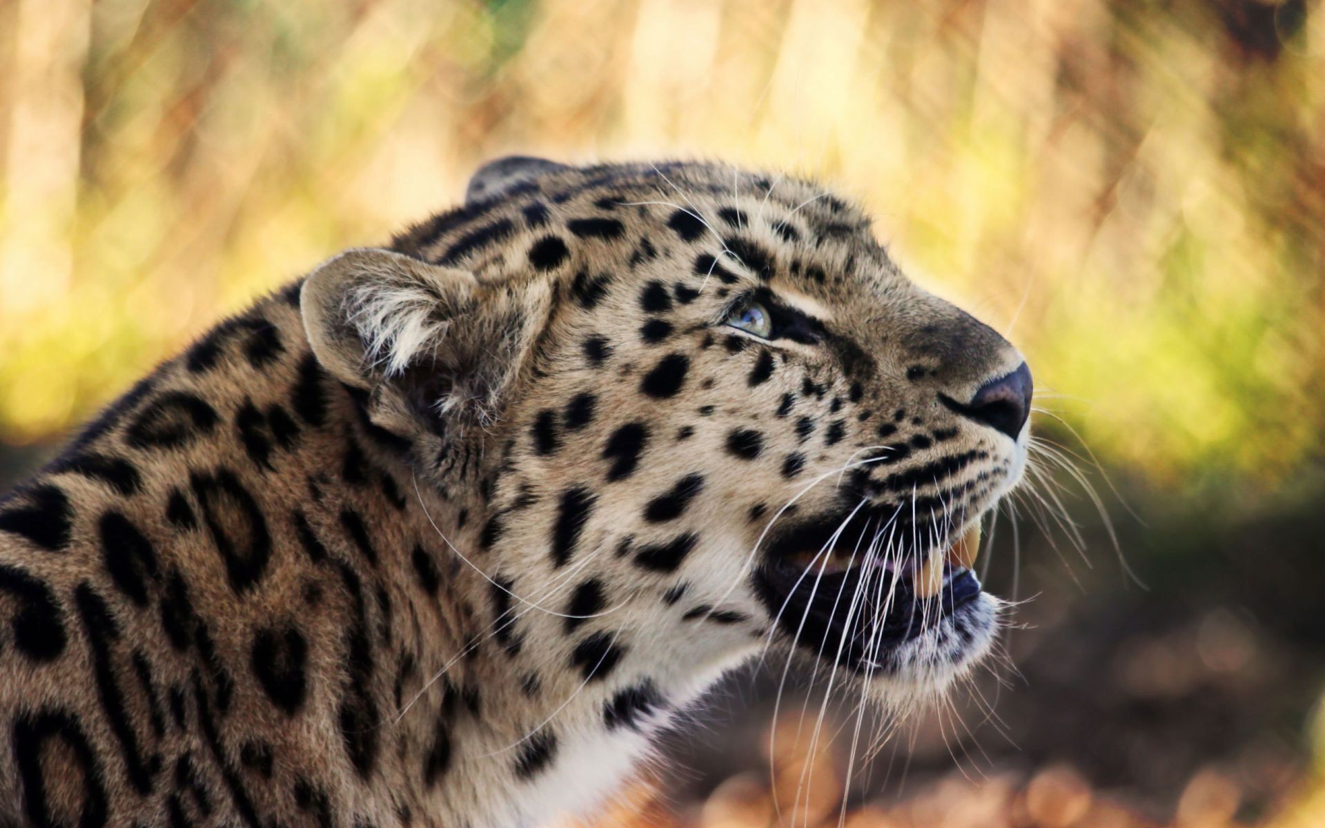 leopardos vida selvagem gato mamífero natureza predador pele selvagem leopardo animal jardim zoológico safari caçador comedor de carne selva grande retrato olho