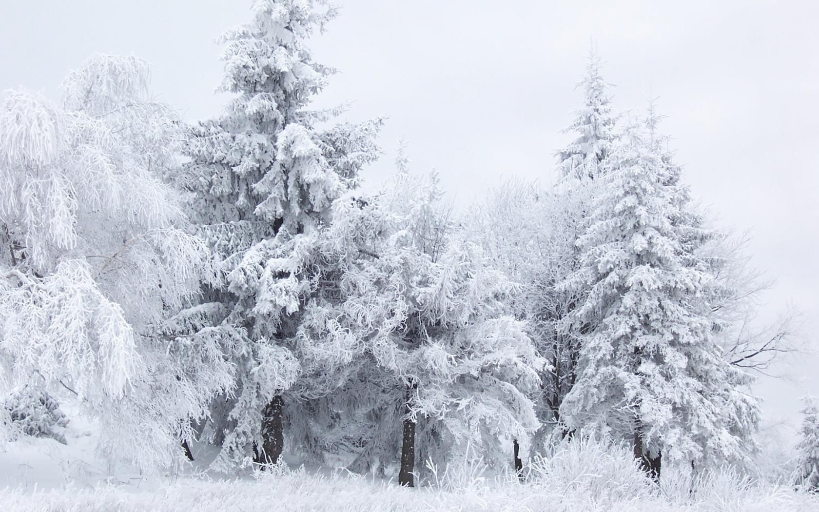 inverno neve geada árvore frio congelado temporada gelo madeira paisagem tempo gelo neve branca natureza nevasca gelado cena cênica