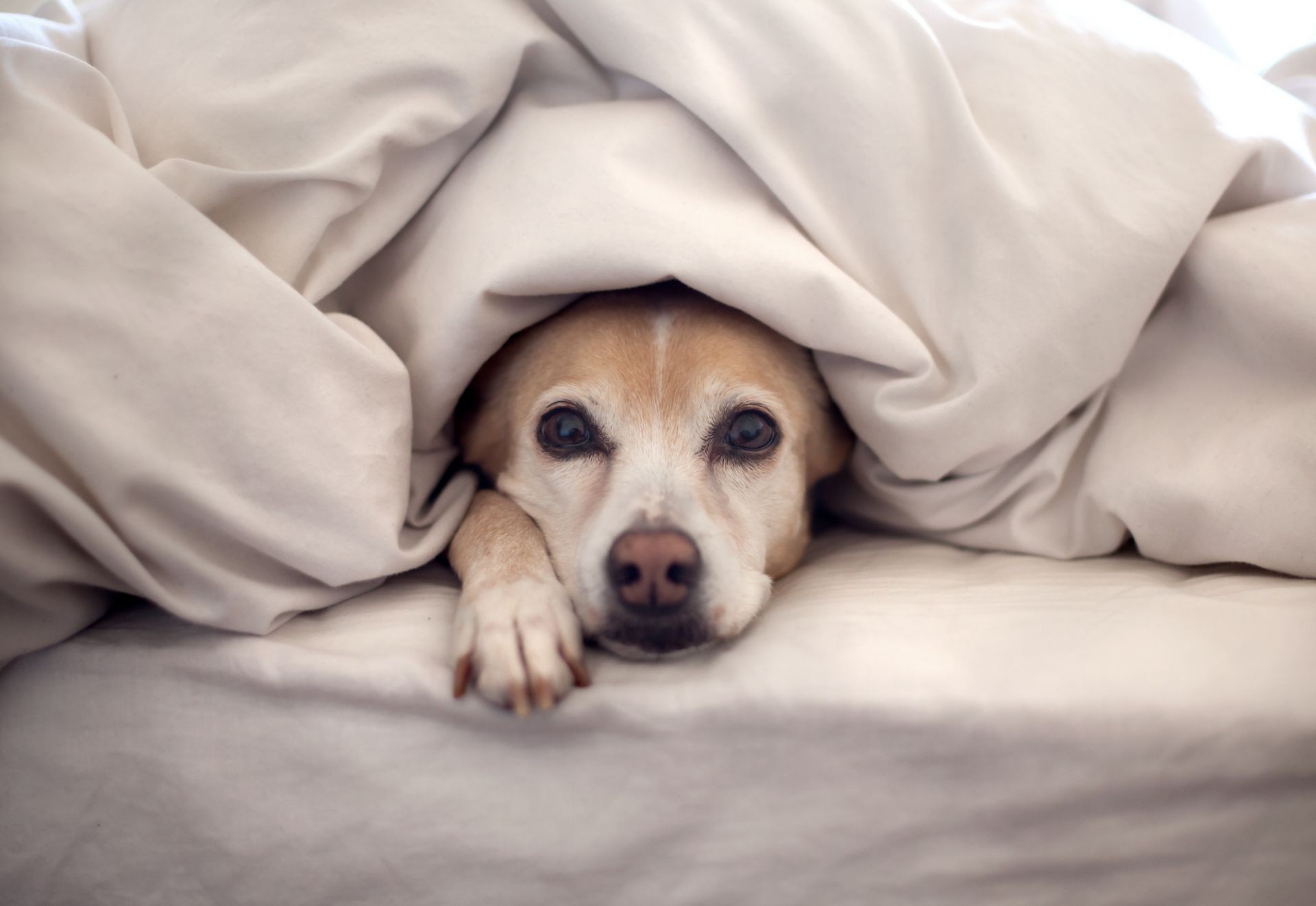 cani cane pet letto mammifero cucciolo canino carino ritratto animale sonno camera da letto cuscino assonnato domestico