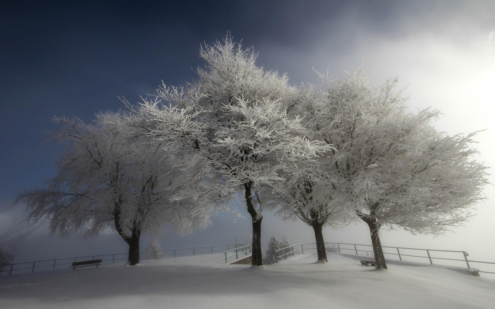 invierno nieve escarcha frío árbol hielo paisaje congelado tiempo niebla temporada helada rama buen tiempo amanecer madera infrarrojo tormenta de nieve