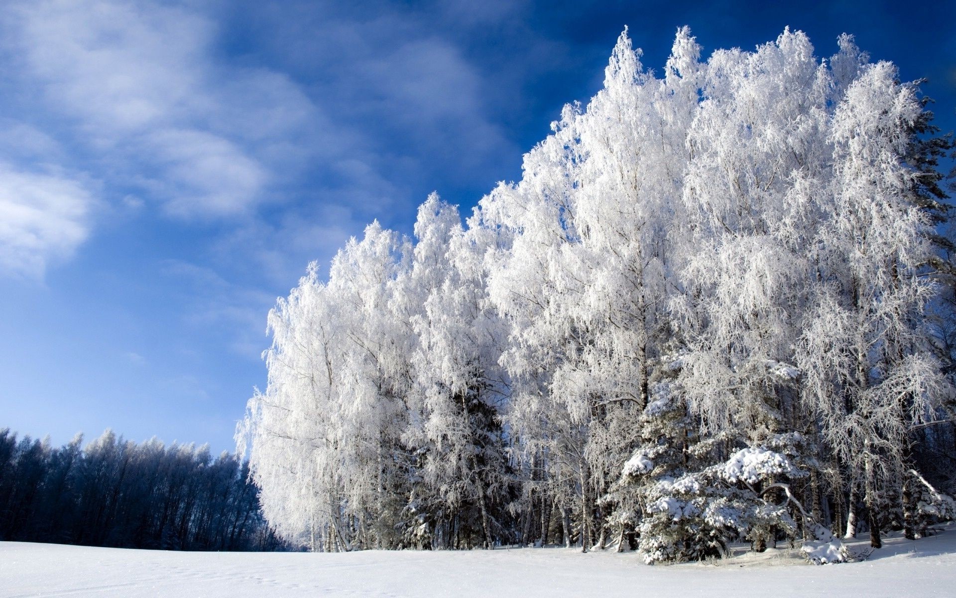 winter snow frost cold wood weather frozen landscape ice tree season scenic fair weather nature scene snow-white frosty