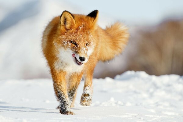 Der schöne Fuchs läuft durch den Schnee