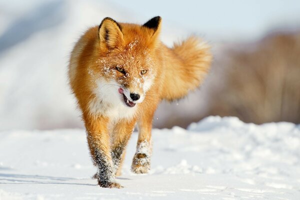 美丽的狐狸穿过雪地