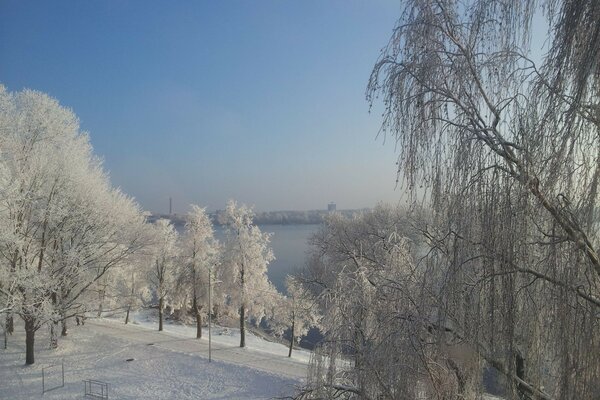 Trees in a winter snow-covered park