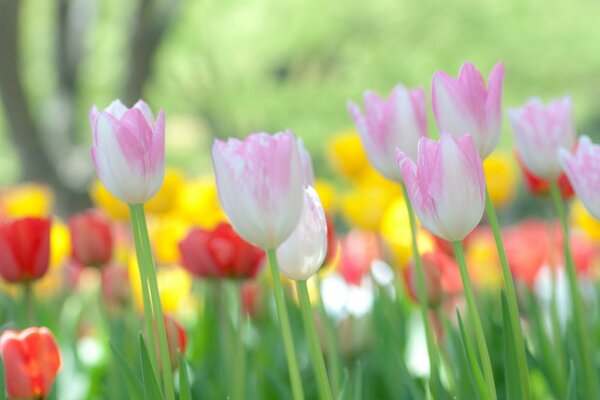 Pale pink tulips. Nature. Flowers. Easter