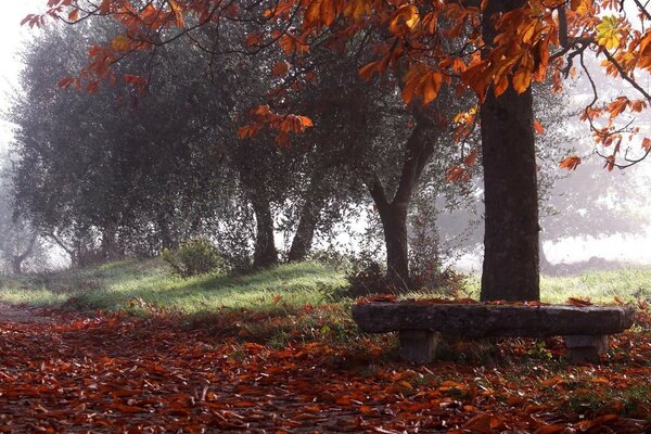 Fallen withered autumn foliage