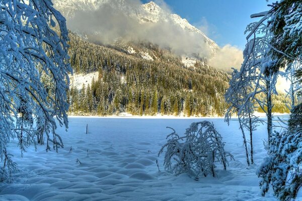 Winterlandschaft. Baum im Schnee