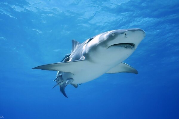 Requin géant dans la mer bleue