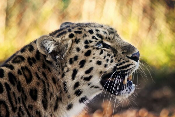 Chat sauvage dans un environnement naturel