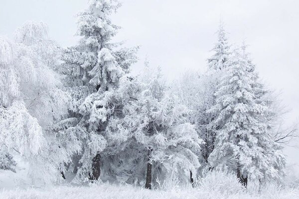 Schöne weiße Winterlandschaft