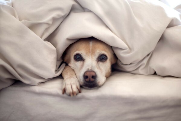 Cute dog wrapped up in a blanket