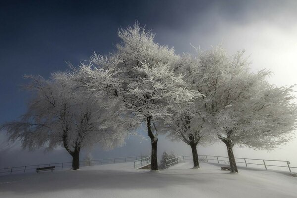 Everything is white all around, everything is covered with white snow