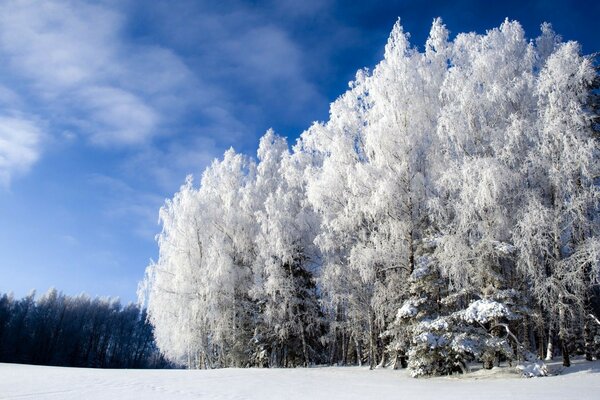 Weiße Bäume im Winter bei Frost