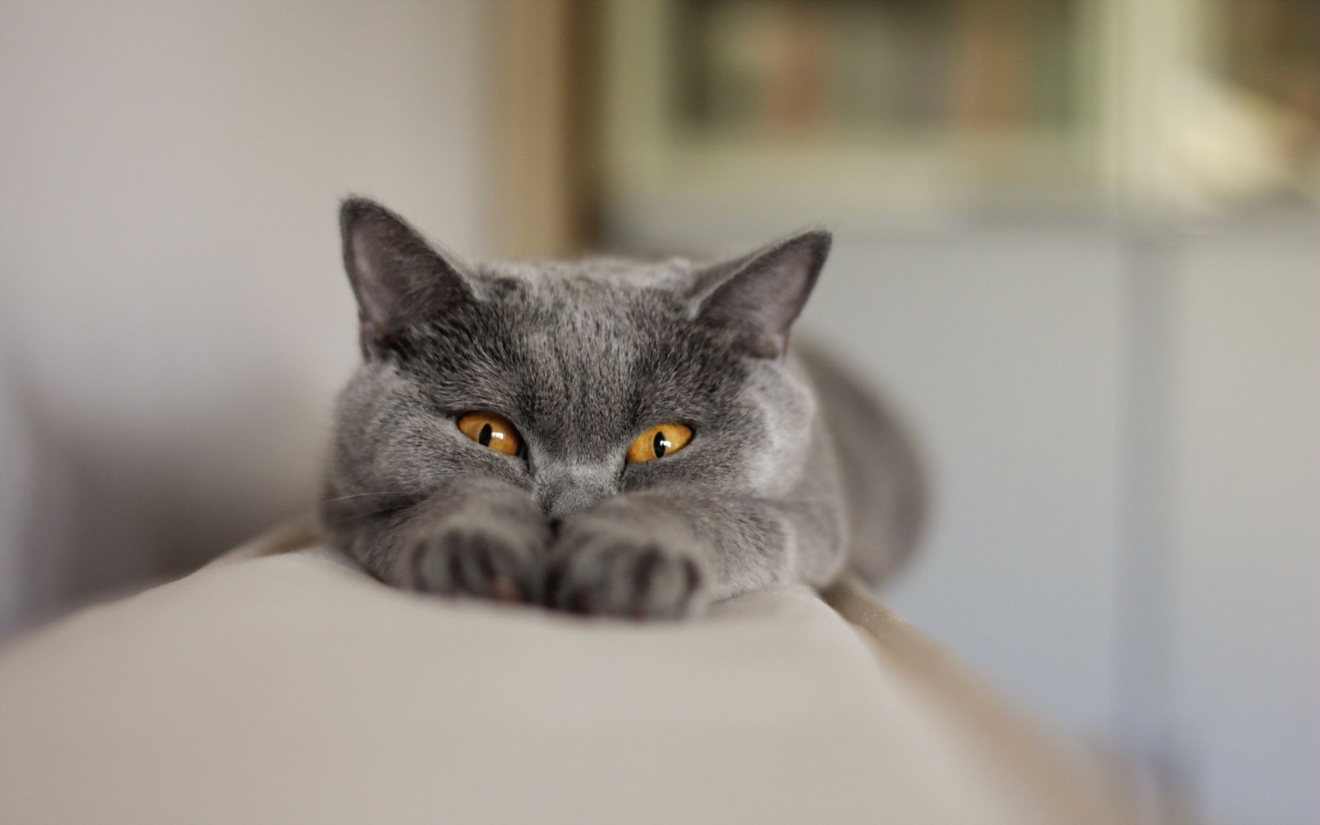 kediler kedi evde beslenen hayvan portre yerli hayvan sevimli yavru kedi göz memeli oturmak kürk görüntüleme gri küçük bıyık bir genç tüylü merak komik