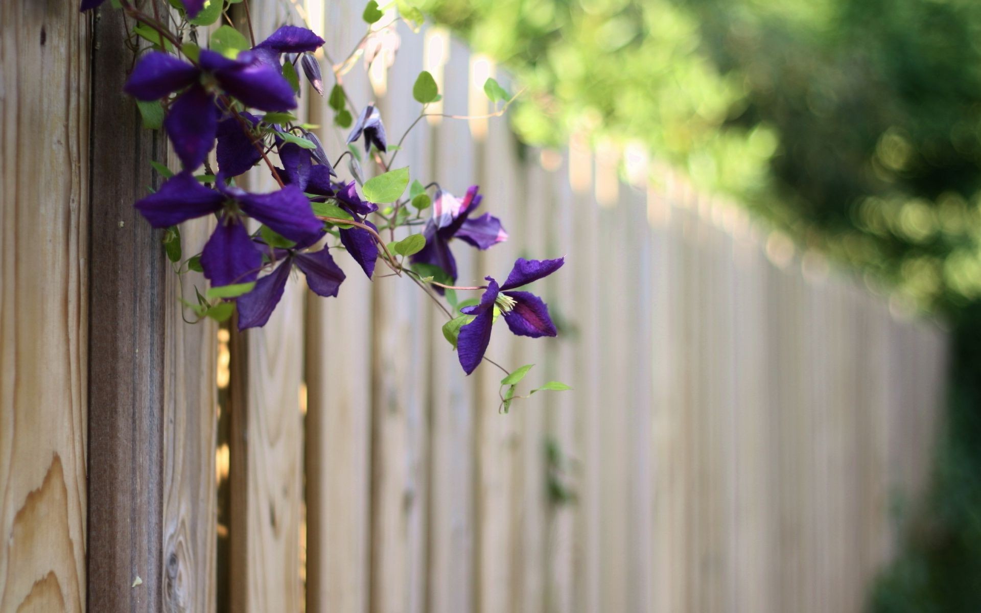 fleurs fleur nature bois été flore jardin extérieur feuille croissance belle couleur herbe clôture en bois lumineux beau temps