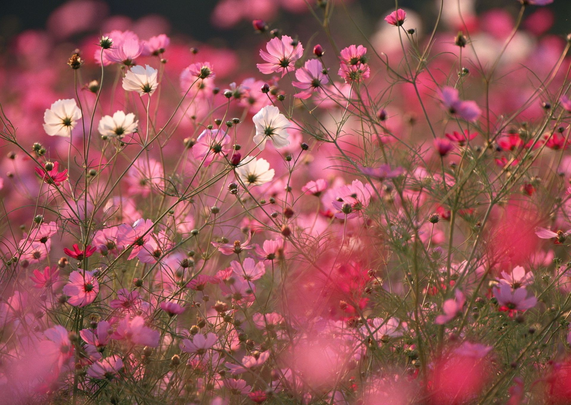 campo di fiori fiore natura flora giardino colore luminoso estate campo floreale stagione fioritura petalo fieno sole crescita erba primo piano foglia luminoso