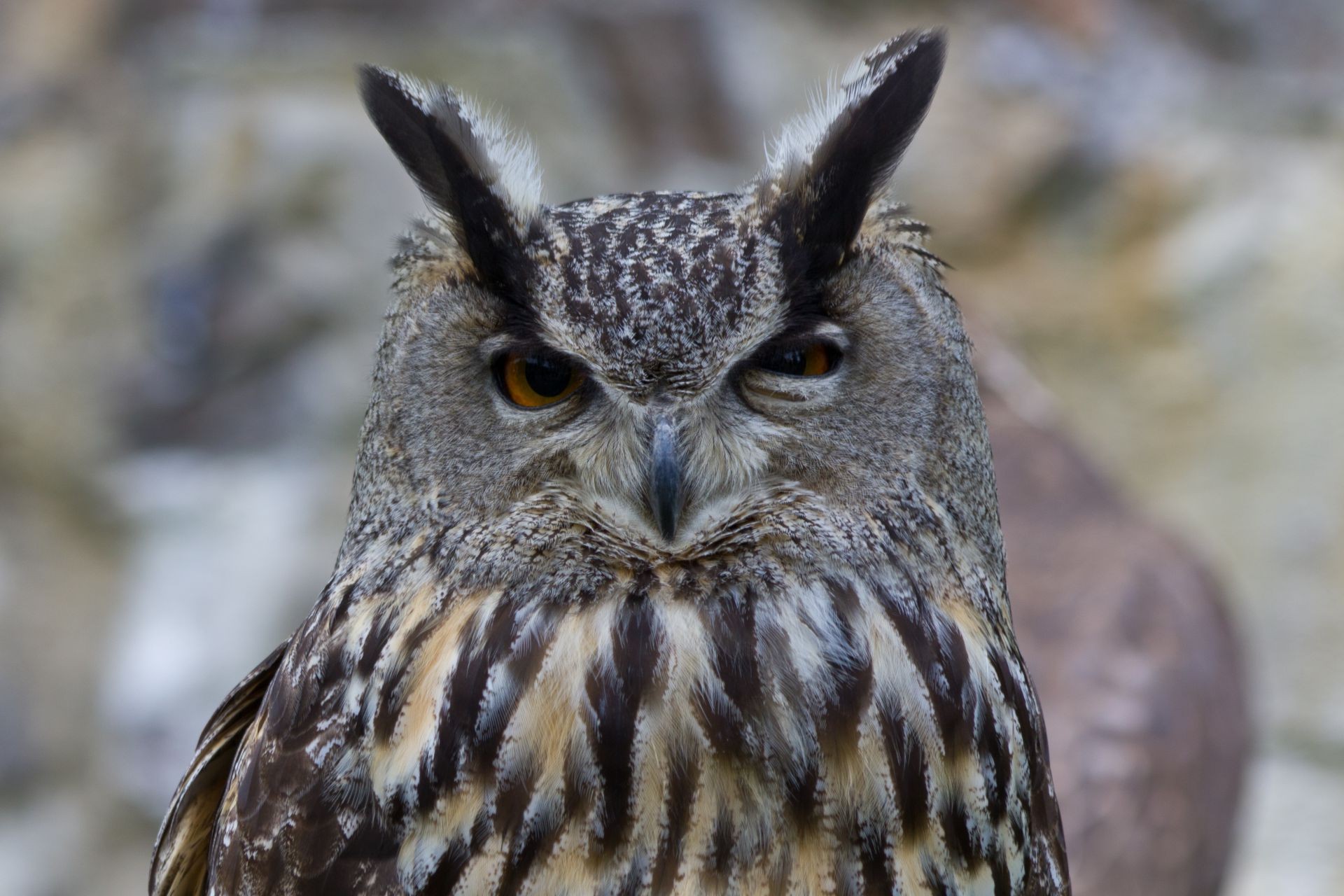 tiere tierwelt vogel raptor eule natur tier beute raubtier wild schnabel adler im freien feder porträt jäger auge falknerei flugzeug